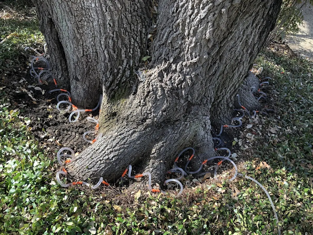 Detailed Tree Cabling and Bracing job site in Port Charlotte