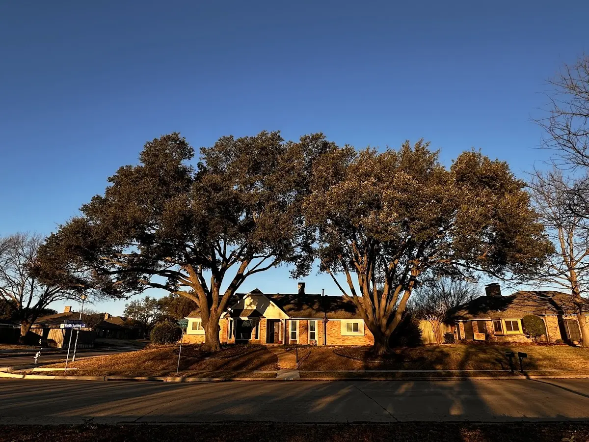 Established residential canopy tree shading a home in Port Charlotte